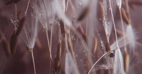 Composition of Dandelion Seeds Submerged in a Murky Liquid Stock Footage 274955637