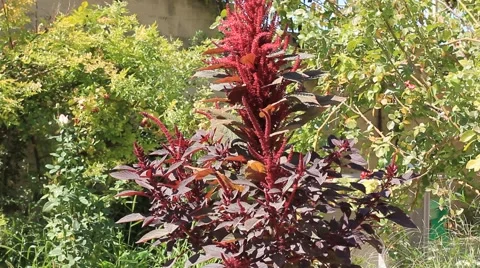 Composition of dark red and green bushes Stock Footage 45383514