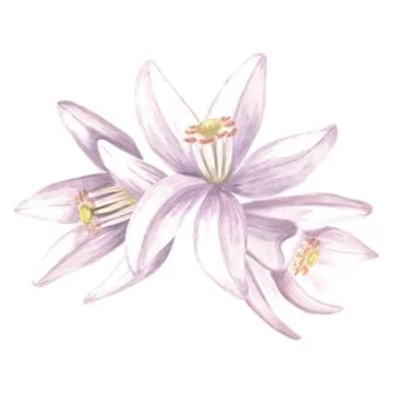 Composition of delicate flowers of citrus. Hand drawn watercolor botanical Illustrazione stock