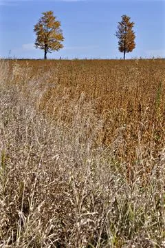 Composition of detached trees on a hill.  perfect as wallpaper Stock Photos