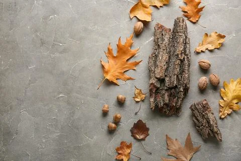 Composition with different autumn leaves, nuts and tree bark on grey grunge b Stock Photos