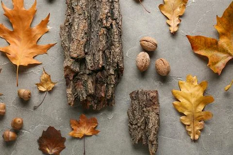 Composition with different autumn leaves, nuts and tree bark on grey grunge b Stock Photos