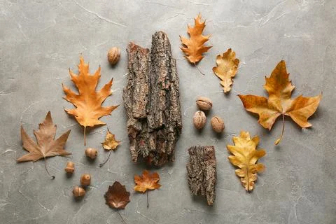 Composition with different autumn leaves, nuts and tree bark on grey grunge b Stock Photos