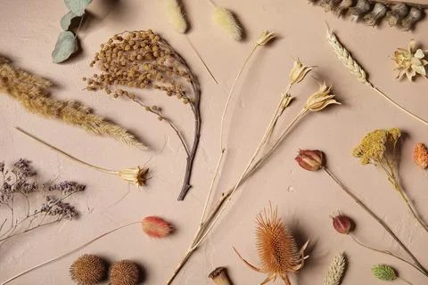 Composition with different dried flowers on beige grunge background Stock Photos