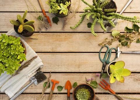 Composition different plants tools Stock Photos