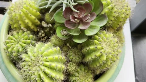 Composition of different types of cacti and succulents Stock Footage 233274240