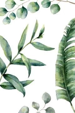 Composition of different types of tropical leaves on a white background suita Stock Photos