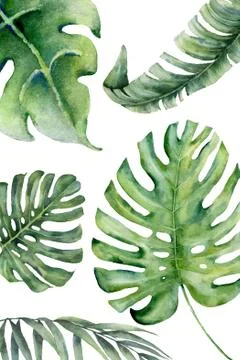 Composition of different types of tropical leaves on a white background suita Stock Photos