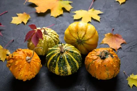 Composition of a different varieties of mini pumpkins and autumn colorful Stock Photos
