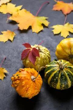 Composition of a different varieties of mini pumpkins and autumn colorful Foto stock