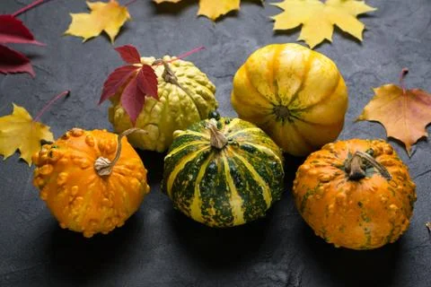 Composition of a different varieties of mini pumpkins and autumn colorful Foto stock