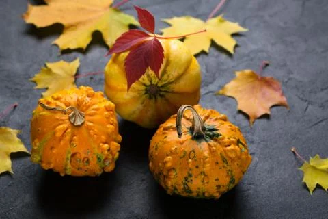 Composition of a different varieties of mini pumpkins and autumn colorful Stock Photos