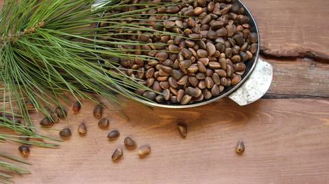 Composition of a dish with pine nuts and a sprig of cedar Stock Photos