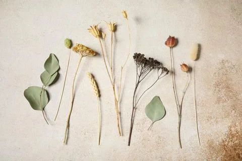 Composition with dried flowers and leaves on beige grunge background Stock Photos
