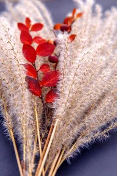 Composition of dried miscanthus inflorescences. Stock Photos