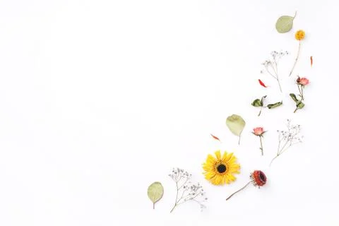 Composition of dry flowers on white background. Stock Photos