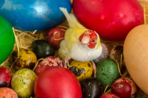 A composition on Easter holidays with painted eggs and a bird. Stock Photos