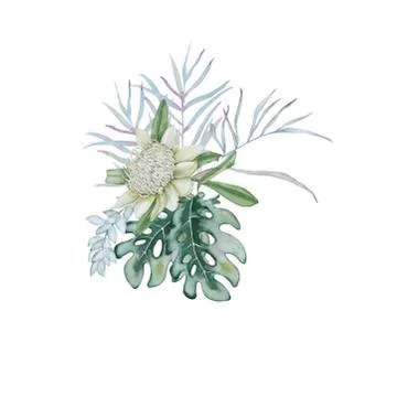 Composition with elements of Australian nature. Isolated on a white background. Stock Illustration