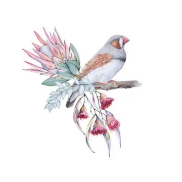 Composition with elements of Australian nature. Isolated on a white background. Stock Illustration