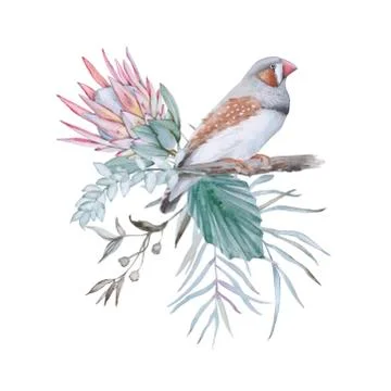 Composition with elements of Australian nature. Isolated on a white background. Stock Illustration