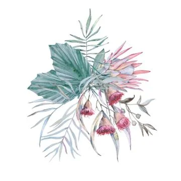 Composition with elements of Australian nature. Isolated on a white background. Stock Illustration