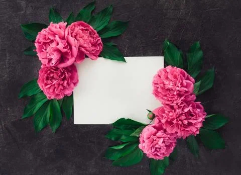 Composition with empty white blank canvas and pink peony flowers with green l Stock Photos