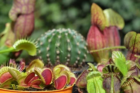 Composition Exotic plants Stock Photos