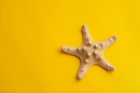 Composition of exotic sea shell on a yellow background. Summer, holiday, vaca Stock Photos