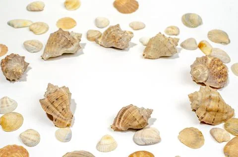 Composition of exotic sea shells and starfish starfish on a white background. Stock Photos