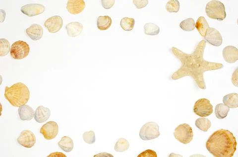 Composition of exotic sea shells and starfish starfish on a white background. Stock Photos