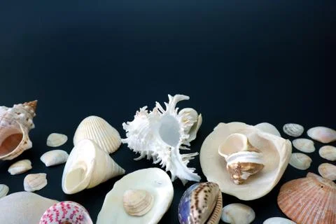 Composition of exotic sea shells on black background close up view 스톡 사진