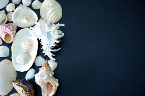 Composition of exotic sea shells on black background close up view 스톡 사진