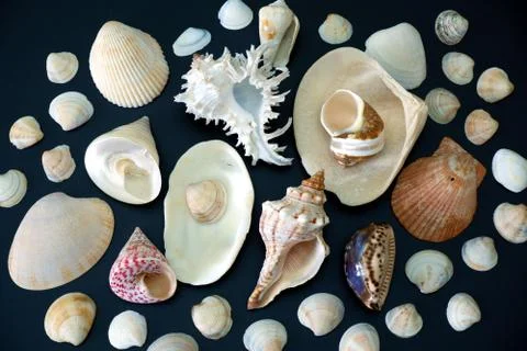 Composition of exotic sea shells on black background close up view 스톡 사진
