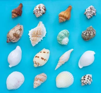 Composition of exotic sea shells on blue background. Stock Photos