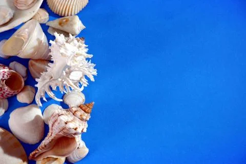 Composition of exotic sea shells on blue background close up view free space 스톡 사진