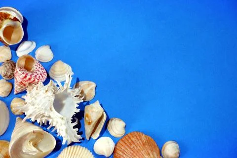 Composition of exotic sea shells on blue background close up view free space 스톡 사진
