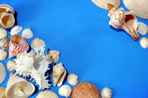 Composition of exotic sea shells on blue background close up view 스톡 사진