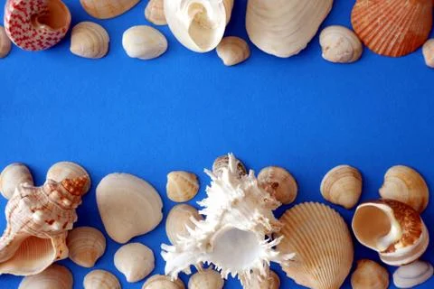 Composition of exotic sea shells on light blue background close up view 스톡 사진