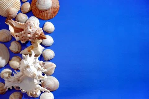 Composition of exotic sea shells on light blue background close up view 스톡 사진