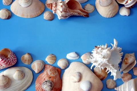 Composition of exotic sea shells on light blue background close up view 스톡 사진
