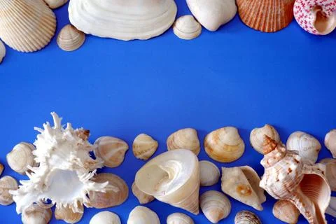 Composition of exotic sea shells on light blue background close up view 스톡 사진