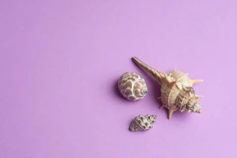 Composition of exotic sea shells on a pink background. Summer concept. Top Vi Stock Photos