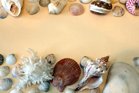 Composition of exotic sea shells on sand background close up view 스톡 사진