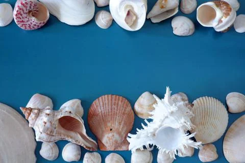 Composition of exotic sea shells on sea blue background close up view 스톡 사진