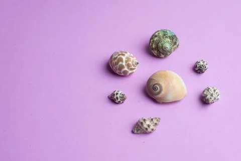 Composition of exotic sea shells on a violet background. Summer concept. Top  Stock Photos