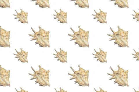 Composition of exotic sea shells on a white background Stock Photos