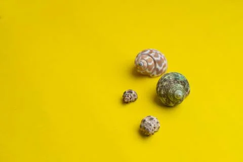 Composition of exotic sea shells on a yellow background. Summer concept.  Stock Photos