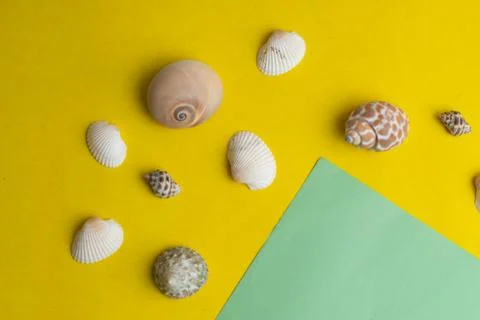 Composition of exotic sea shells on a yellow and green background.  Stock Photos