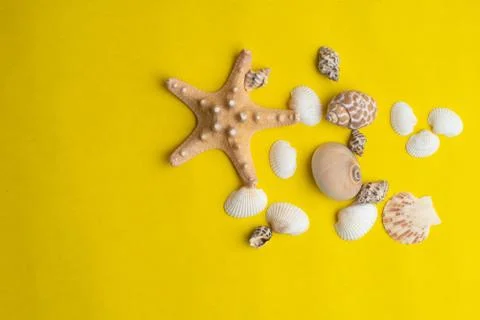 Composition of exotic sea shells on a yellow background. Summer concept.  Stock Photos