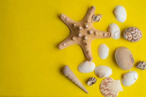 Composition of exotic sea shells on a yellow  background. Summer concept.  Stock Photos